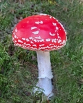 Fly Agaric
