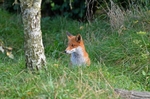 Red Fox