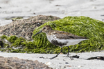 Dunlin