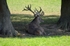 Red Deer