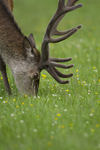 Red Deer, Isle of Mull