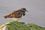 Turnstone