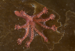 Calvadosia campanulata