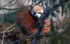Red Panda