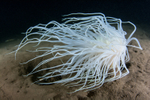 Pachycerianthus multiplicatus