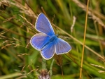 Common Blue