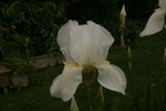 Iris 1072