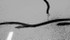 lines