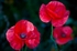 Poppy Lustre