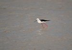 Black-winged Stilt