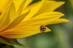 Sunflowers1