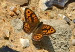 Wall