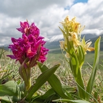 Elderflower Orchid (Dactylorhiza sambucina) 