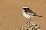 Red-rumped Wheatear
