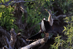 Anhinga late afternoon, Venice Rookery, Florida