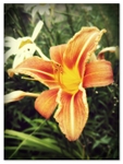 Day_Lily