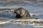 Atlantic Grey Seal