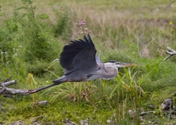 Great Blue Heron _0008