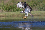 Osprey with catch