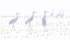 Sandhill Cranes In Spring Snow