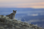 Puma Petaca watching from high early morning, Torres del Paine, Chile