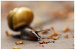 Snails Eye View