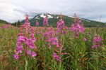 Fireweed flowers and Slope Mountain, Lake Clark NP, Alaska