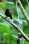 Chestnut-backed Antbird (male) perched, Osa Peninsula, Costa Rica