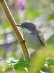 Common Whitethroat