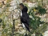 Razorbill