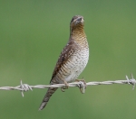 Wryneck