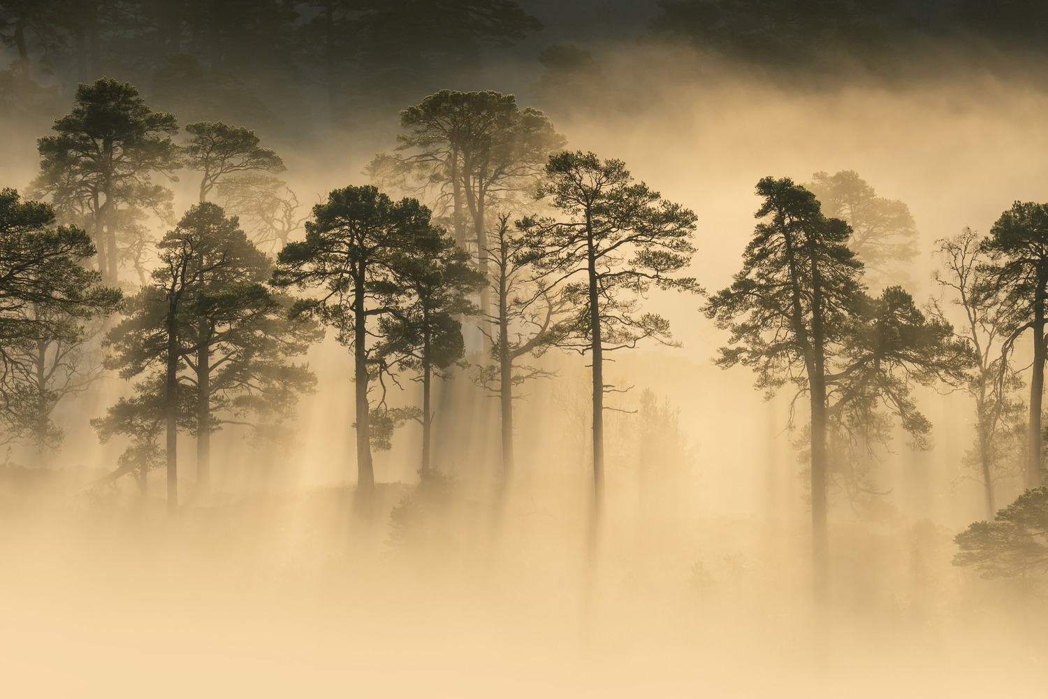 Intimate pines backlit by the morning sun.
