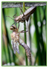 dragonfly Exuvia 4