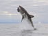 Great White Shark breach (frame 1), Mossel Bay, South Africa
