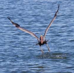 Pelicans _0006