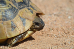 Hermann's Tortoise