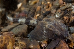 Agonus cataphractus