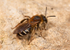 Andrena dorsata (f)