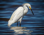 Egret Reflections