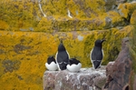Razorbills