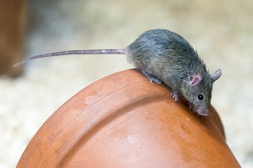 At the British Wildlife Centre is this lovely display of mice with assorted pots and boots. Very dark though so need…