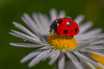 Into the world of Ladybirds, Ireland.