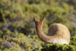 Vicuna