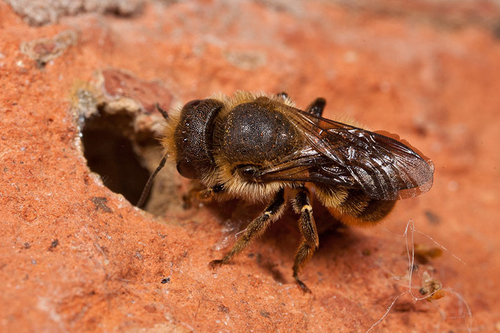 [i]Osmia leaiana[/i] female entering her nest burrow in a brick wall.