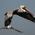 Pelican-flight-1-0652