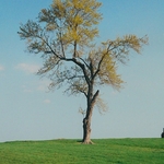 TheTreeCombinedLayers2007