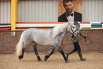 Class 28 - Mares 4 Years and over portfolio