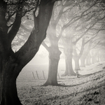 Sunlit Trees (square format)