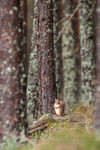 Dwarfed Red Squirrel