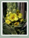 Verbascum thapsus 2